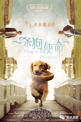 忠爱无言 在线观看,感人至深的动物情感故事  第3张